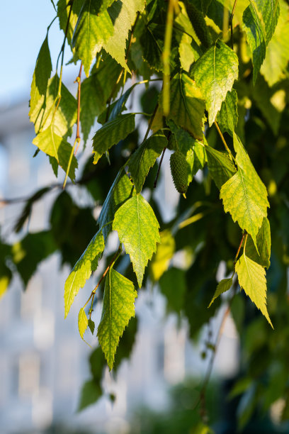 白桦的嫩叶，在春天。桦树的柳絮和绿叶。图片下载