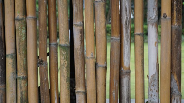 竹子的背景。干竹背景，自然概念图片下载