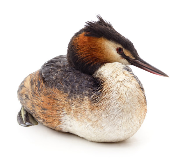 一只灰鸭。图片下载