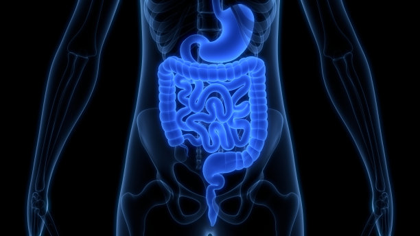 人体消化系统解剖图片下载