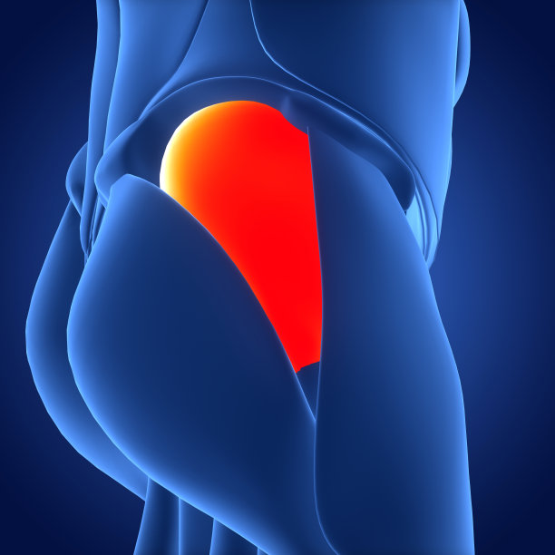 人体肌肉系统，腿部肌肉，臀中肌解剖学图片下载