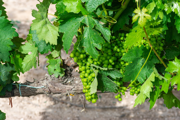 葡萄藤上有一串葡萄图片下载