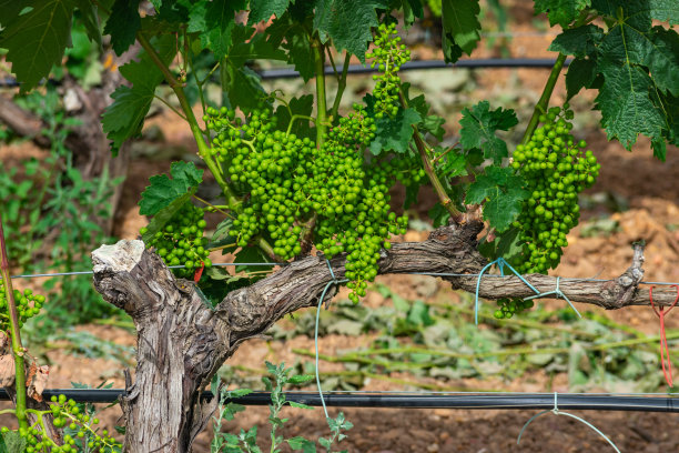 葡萄藤上的一串串葡萄图片下载