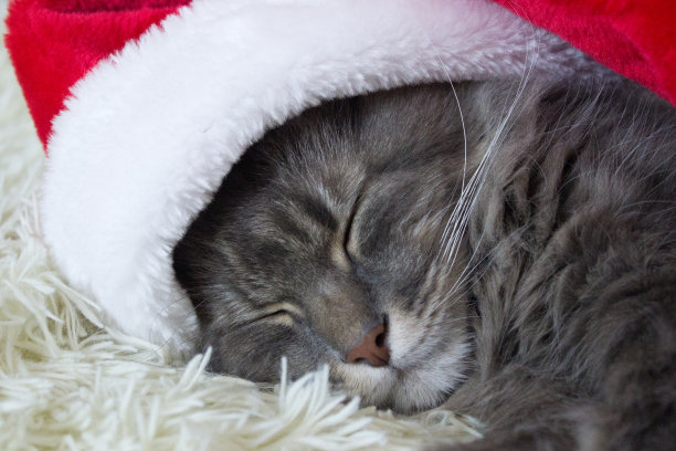 圣诞猫戴着红色的圣诞帽躺在家里轻软的格子上，宠物睡在床上，等待圣诞夜的装扮，横镜头，十二生肖。图片下载