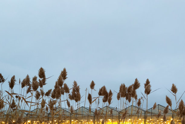 一排干燥的芦苇，背景是发光的温室和多云的天空图片下载