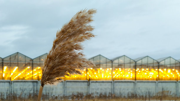 一根孤独的芦苇被风吹着，背景是发光的温室图片下载