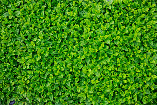 一排排的menta幼苗。在塑料盆里种了很多植物图片下载