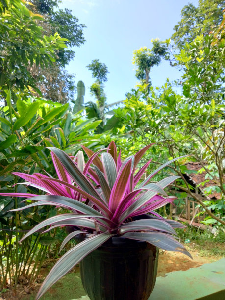 森林里的花盆图片下载