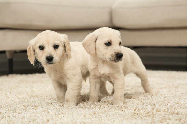 室内米色地毯上可爱的小狗图片下载