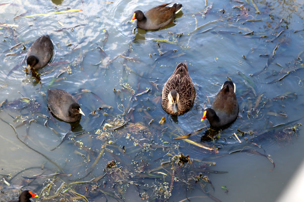 在湿地觅食的各种水鸟(图片来源:Sanjiv Shukla)图片下载