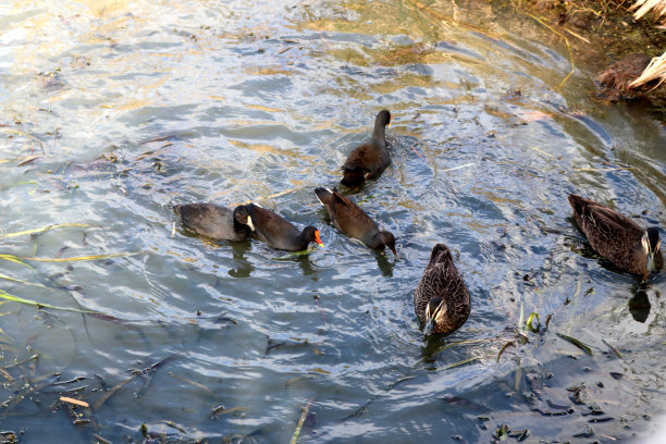 在湿地觅食的各种水鸟(图片来源:Sanjiv Shukla)图片下载