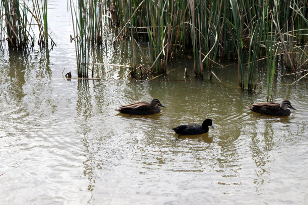 在湿地觅食的各种水鸟(图片来源:Sanjiv Shukla)图片下载