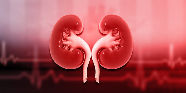 医学背景下的人体肾脏解剖图片下载