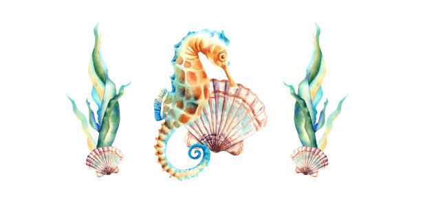 一组水下作品。海藻，海马，贝壳。白色背景水彩插图。水族馆。图片下载