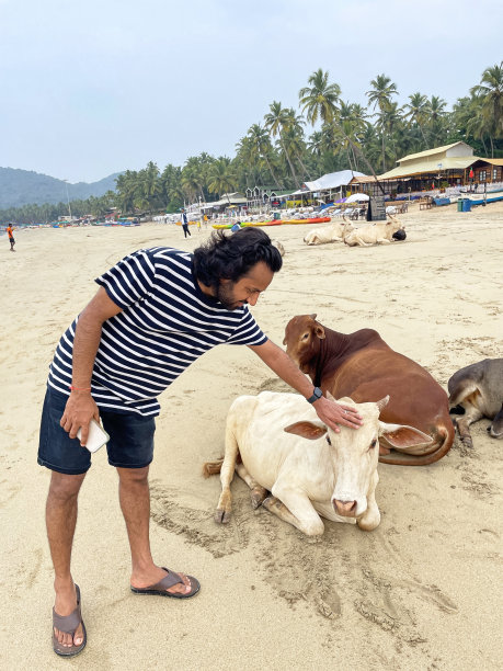 印度男子抚摸躺在果阿沙滩上的圣牛的照片，在炎热的日子里，牛在沙滩上放松，背景是树木和茅草凉亭，重点是前景图片下载