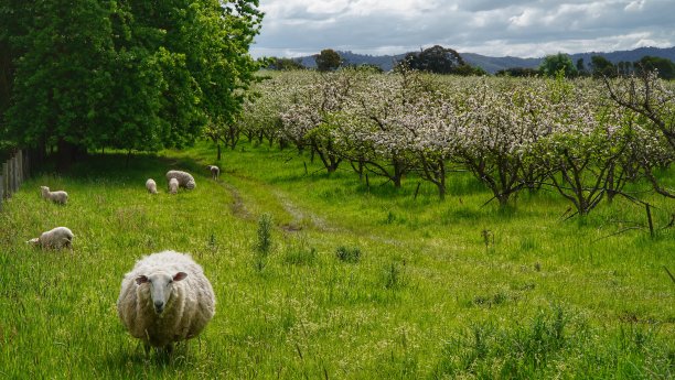 果园里的羊图片下载