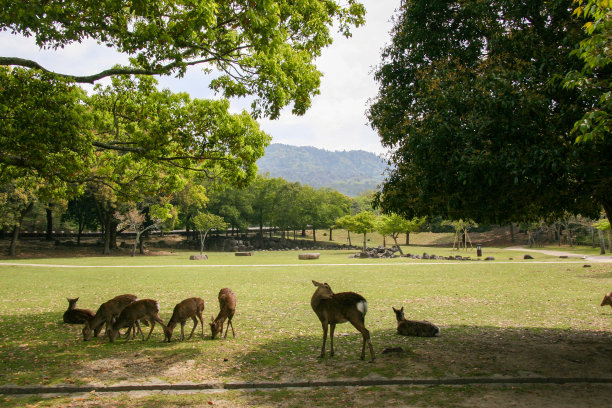 在树荫下的野鹿图片下载