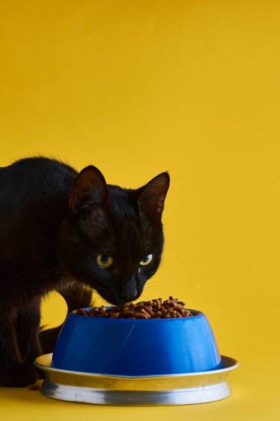 一只黑色的家猫在黄色背景下享用着蓝银相间的盘子里的食物图片下载