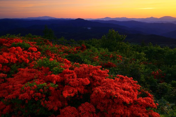日出时盛开的杜鹃花图片下载