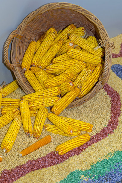 玉米篮图片下载