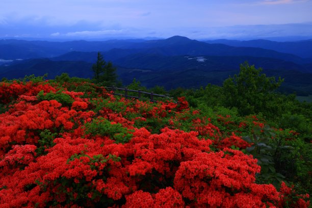 日出，杜鹃花盛开图片下载