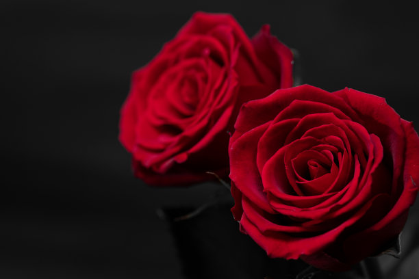 红玫瑰图片下载