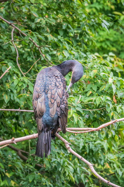 绿背景上的大鸬鹚栖息在树枝上图片下载