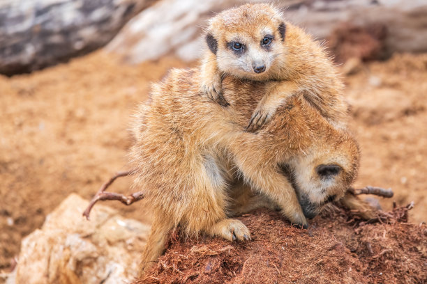 一群可爱的猫鼬。猫鼬一家在晒日光浴。图片下载