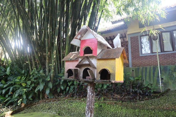 度假区的鸽子图片下载