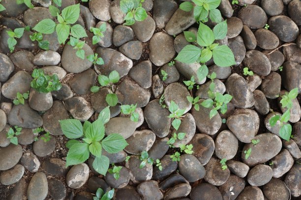 生长在岩石中的野生植物(仙人掌)图片下载