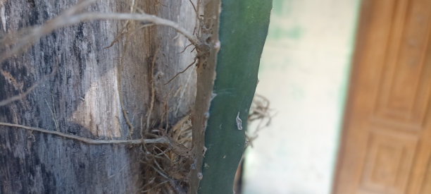 树的根图片下载