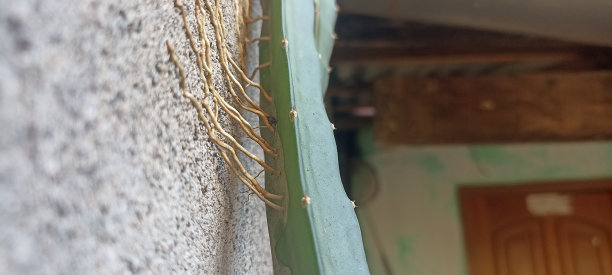 树的根图片下载