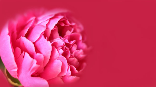 漂亮的粉色牡丹图片下载