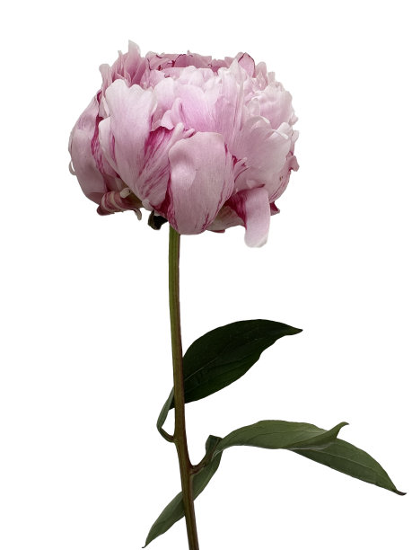 美丽的粉红色牡丹花孤立在白色的背景。花介子卡片设计图片下载