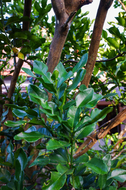 柑橘类植物的叶子图片下载