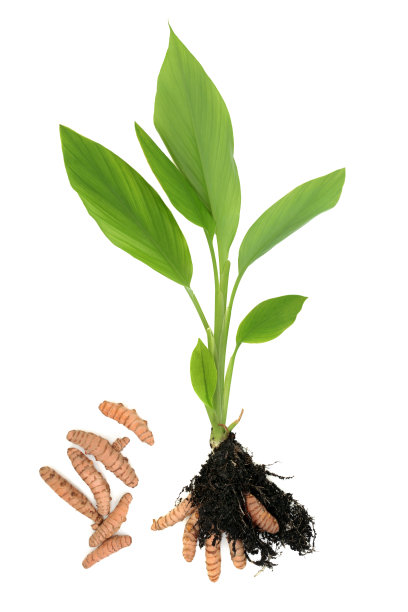 根在土中的姜黄植物图片下载