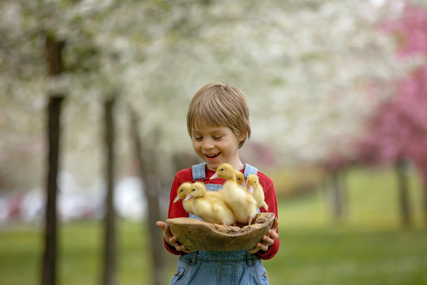 漂亮的学前班男孩，在公园里和小鸭子玩耍图片下载