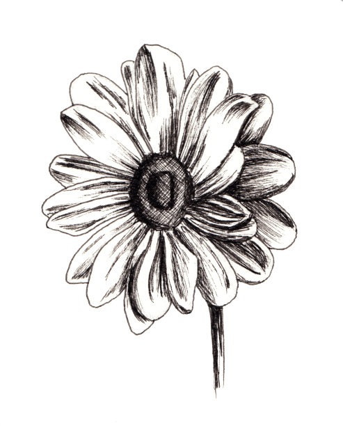 洋甘菊黑白相间图片下载