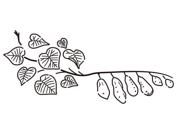 甘薯藤的图解(线条画)图片下载