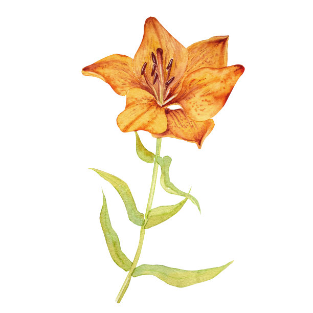 橙色百合的水彩插图，手绘。用于明信片、邀请函、广告图片下载