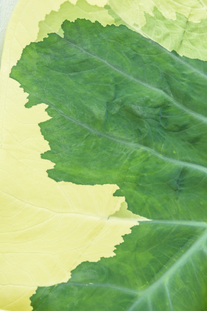 绿叶背景或背景图片下载