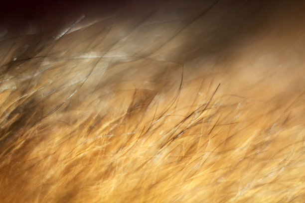 皮毛的抽象背景，照片的特写，柔焦，微距动物毛发图片下载