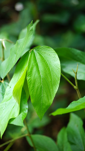 植物叶片的高角度视图图片下载