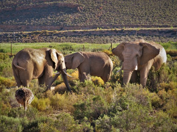 南非的大象图片下载