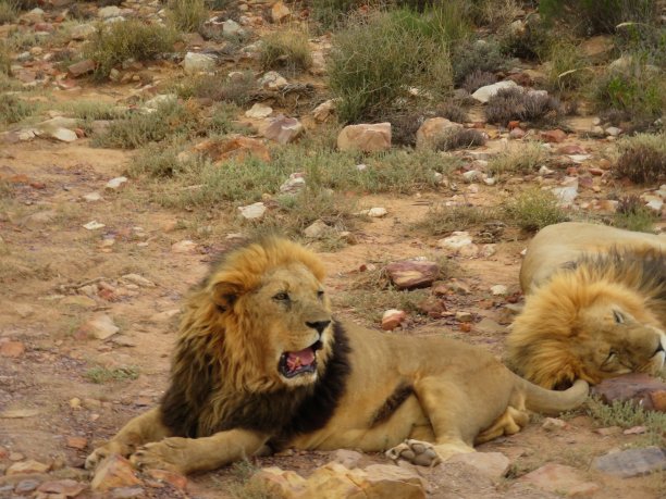 狮子在午后的炎热中休息图片下载
