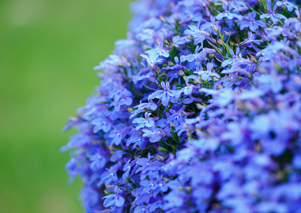 蓝色小花图片下载