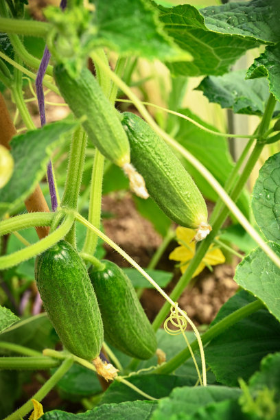 温室黄瓜的生长和开花。种植有机食品。黄瓜收获。高质量照片图片下载