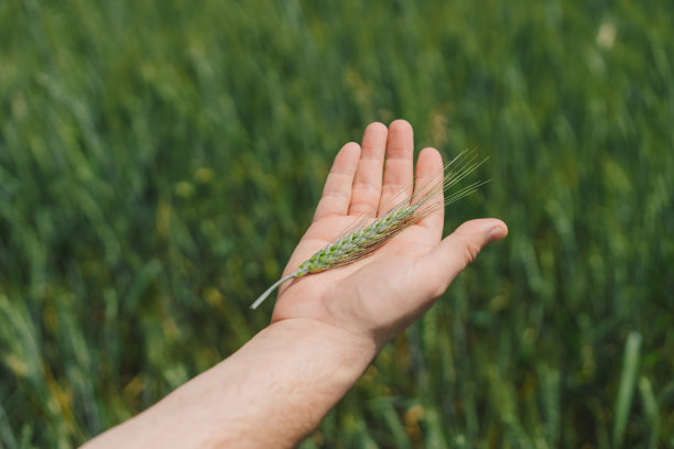 一个农民走过一片麦田，用手触摸着绿色的麦穗。图片下载