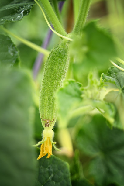 温室黄瓜的生长和开花。种植有机食品。黄瓜收获。高质量照片图片下载