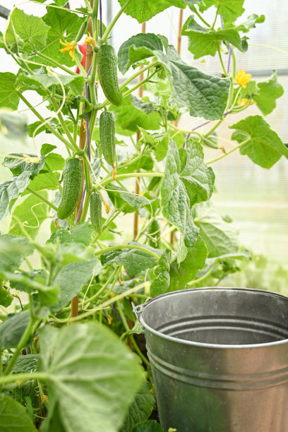 温室黄瓜的生长和开花。种植有机食品。黄瓜收获。高质量照片图片下载